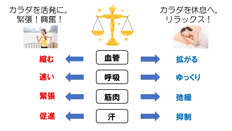 交感神経,副交感神経