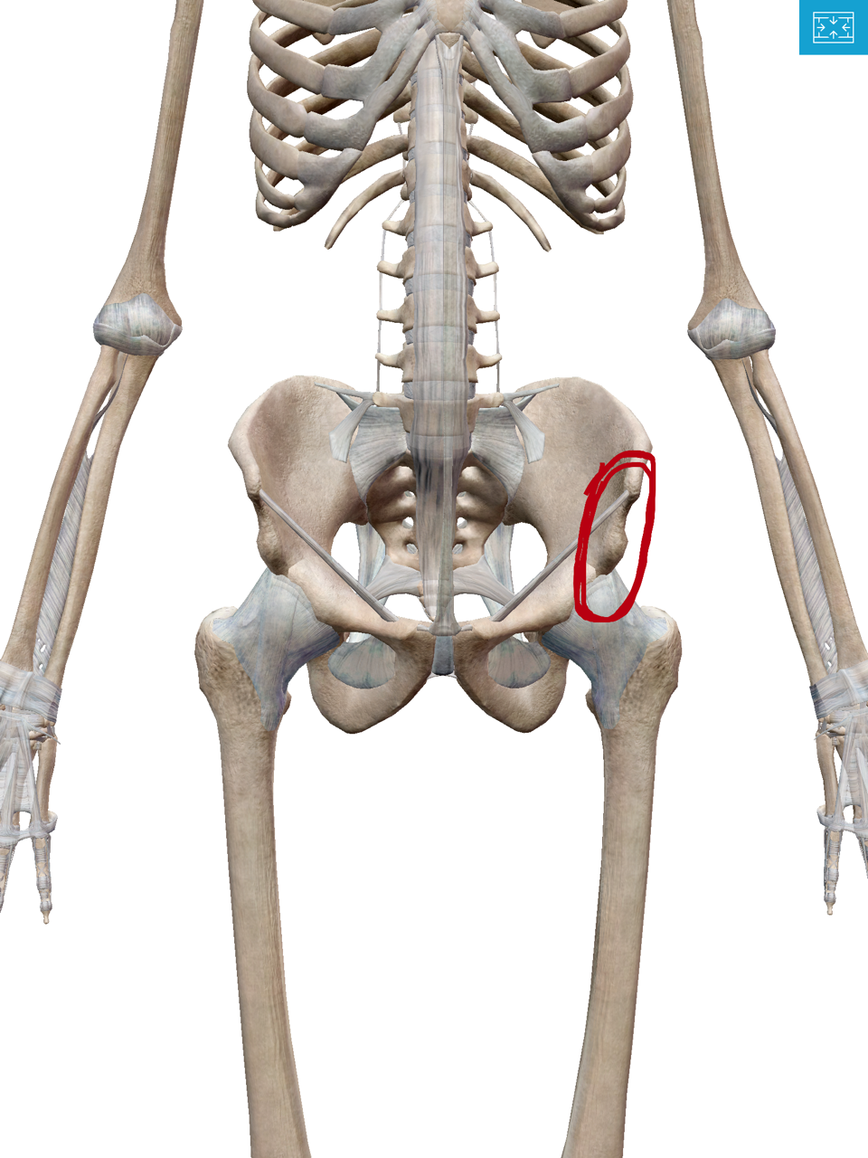 【スポーツのケガ】骨盤の裂離骨折（剥離骨折）への施術 鶴ヶ峰の整体なら9割以上の方が初回で効果を実感するただのサポート接骨院